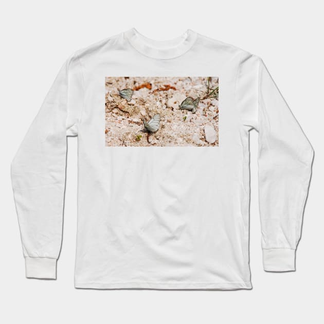 Aporia Crataegi Butterflies Long Sleeve T-Shirt by jojobob